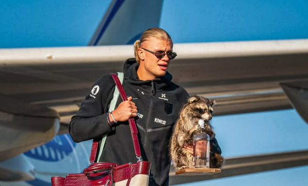 Haaland viraliza ao levar guaxinim empalhado com garrafa de whisky para casa após a Copa